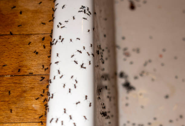 Best Cockroach Control Services  in Fairmount, TN