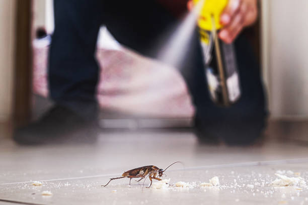 Best Spider Control Near Me  in Fairmount, TN
